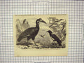 Original Old Antique Print Abyssinian Hornbill White-Necked Crow Birds Regent'S