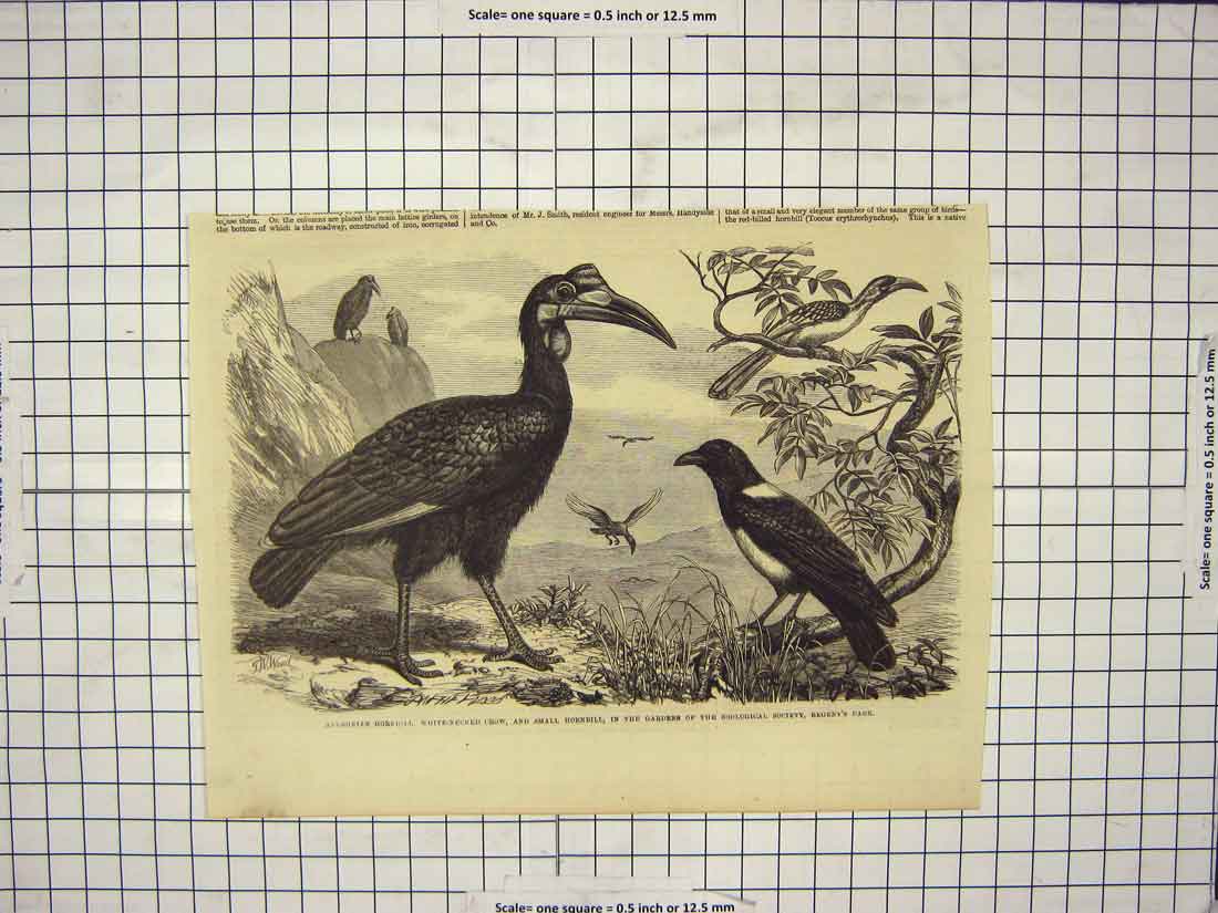 Original Old Antique Print Abyssinian Hornbill White-Necked Crow Birds Regent'S
