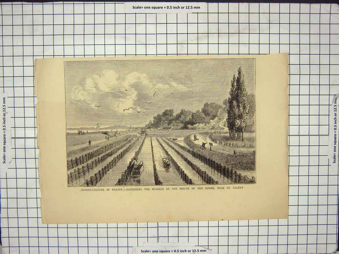 Original Old Antique Print Mussel Gathering France Mouth River Somme St. Valery