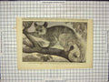 Original Old Antique Print Galago Dr. Livingstone South Africa Regent'S Park