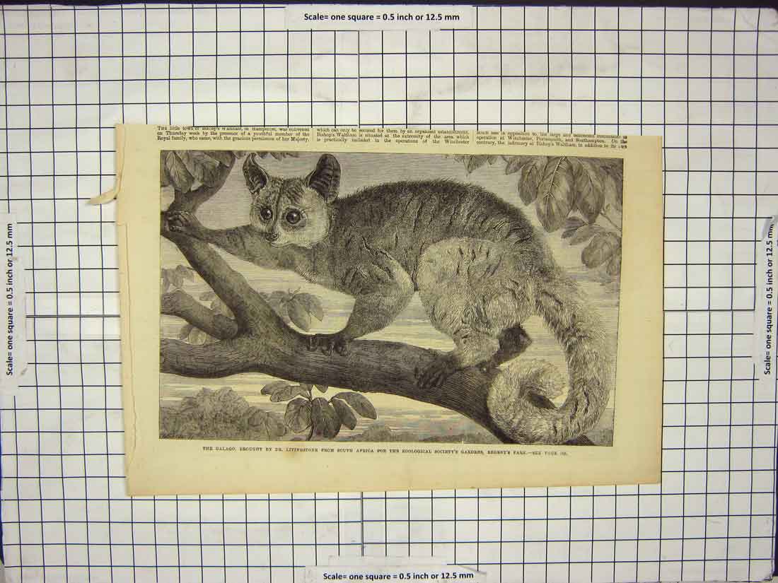 Original Old Antique Print Galago Dr. Livingstone South Africa Regent'S Park