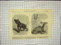 Old Antique Print 1868 Zoological Society Gardens Hyaena Koodoo Animals 19th