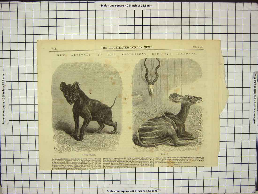 Old Antique Print 1868 Zoological Society Gardens Hyaena Koodoo Animals 19th
