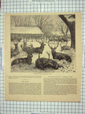 Original Old Antique Print Scene Windsor Park London Winter Feeding Deer Stags