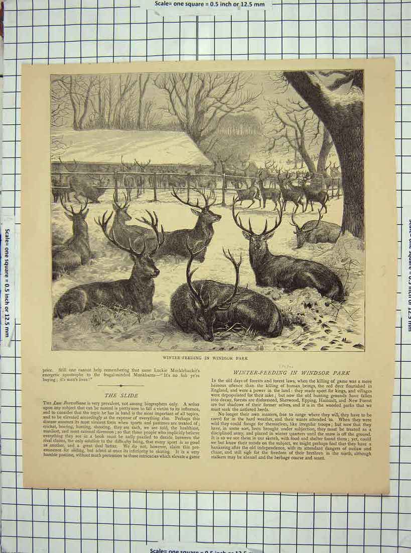 Original Old Antique Print Scene Windsor Park London Winter Feeding Deer Stags