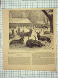 Antique Old Print Ref.894 Scene Windsor Park London Winter Feeding Deer Stags