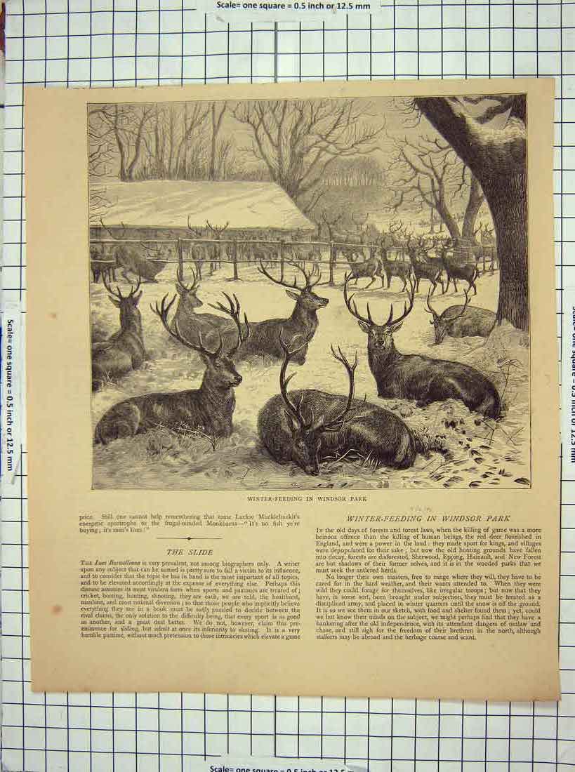 Antique Old Print Ref.894 Scene Windsor Park London Winter Feeding Deer Stags