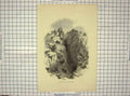 Original Old Antique Print Scene Entrance Peak Cavern Mountain Caves