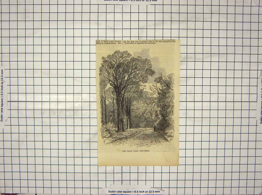 Original Old Antique Print View Broad Walk Knowsley Park Trees