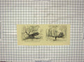 Original Old Antique Print Tree Blown Playing Fields Eton London England
