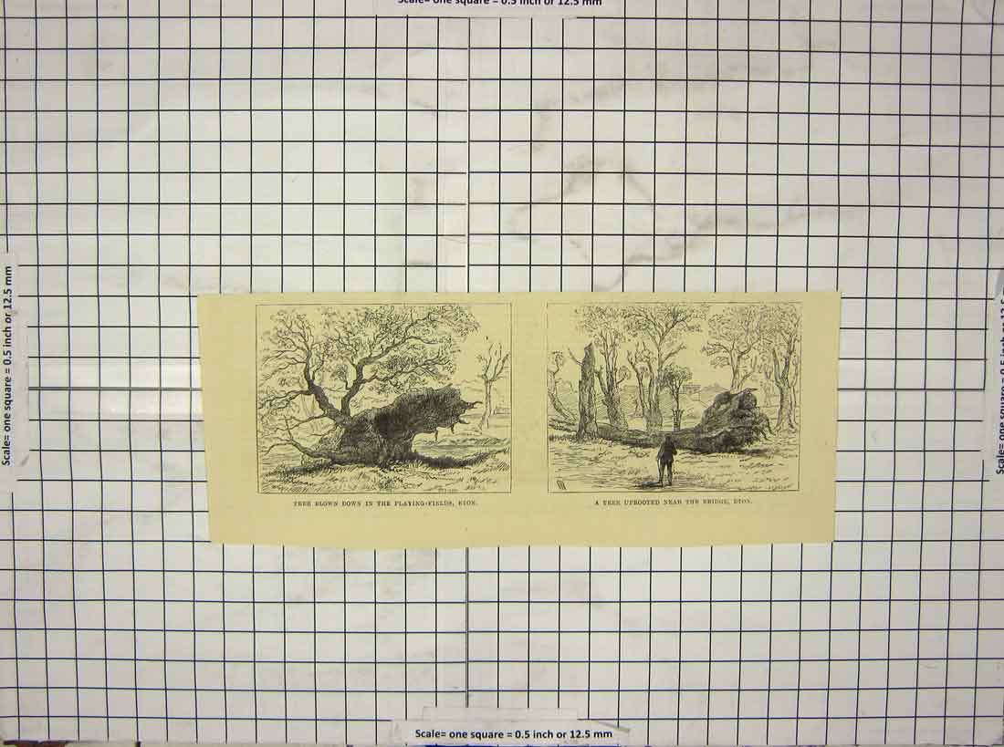 Original Old Antique Print Tree Blown Playing Fields Eton London England