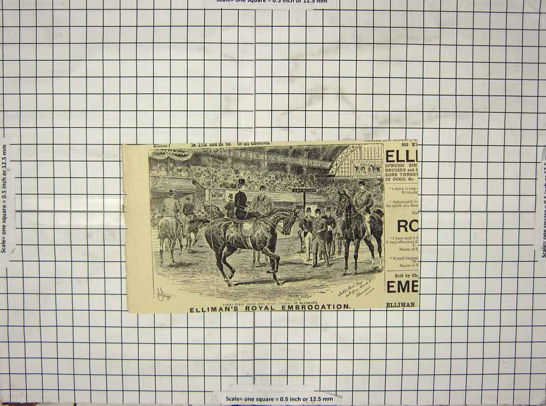 Original Old Antique Print Advertisements Elliman'S Royal Embrocation Horses