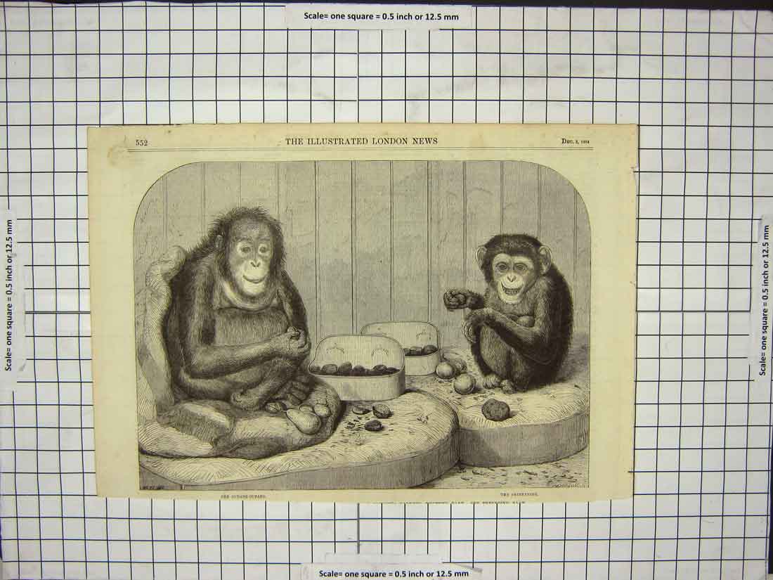 Original Old Antique Print Chimpanzee Monkey Ourang-Outang