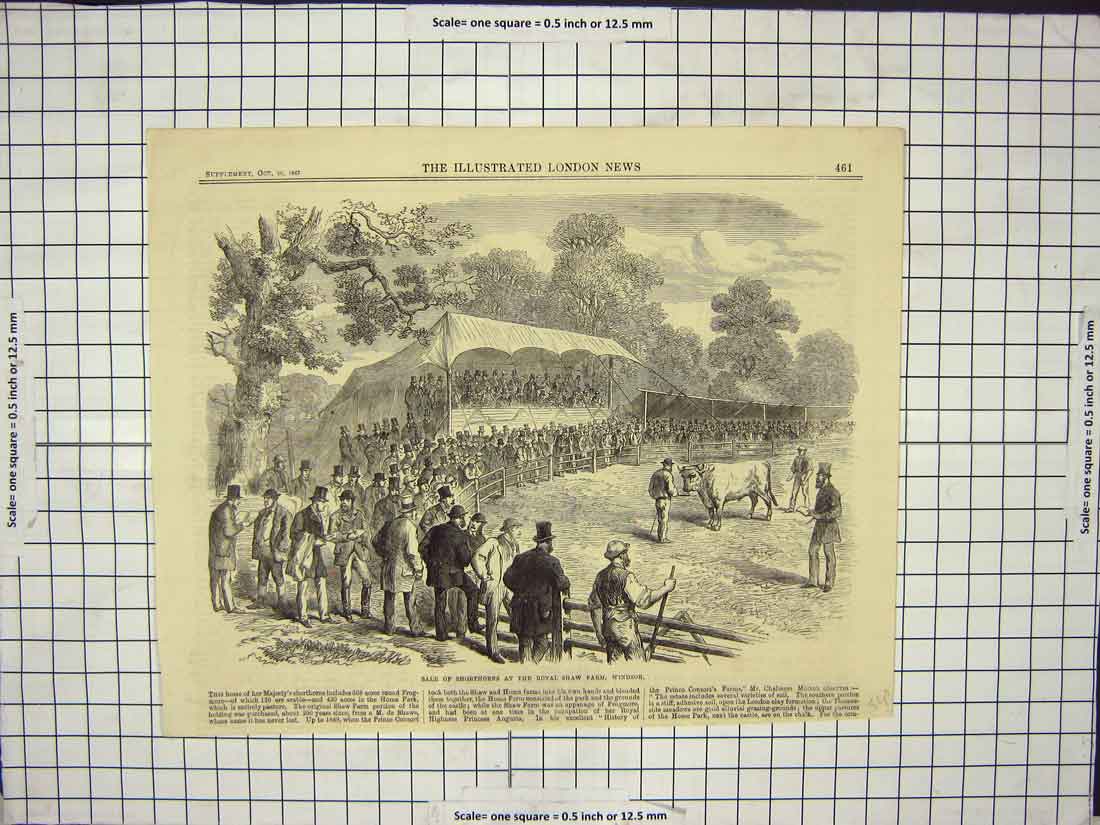 Original Old Antique Print Sale Shorthorns At Royal Shaw Farm Windsor