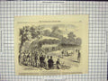 Original Old Antique Print Shorthorns Royal Shaw Farm Windsor 20th Century