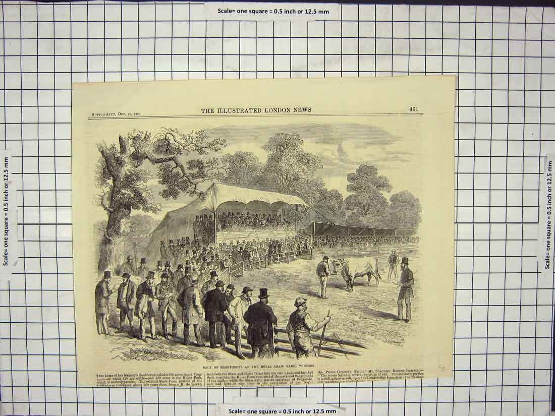 Original Old Antique Print Shorthorns Royal Shaw Farm Windsor 20th Century