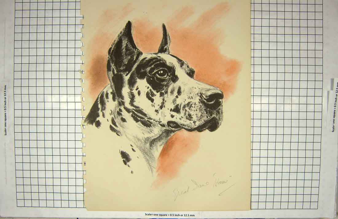 Original Old Antique Print Haus Great Dane Drawing Dog Colour