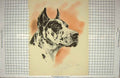 Original Old Antique Print Ref.895 Haus Great Dane Drawing Dog Colour