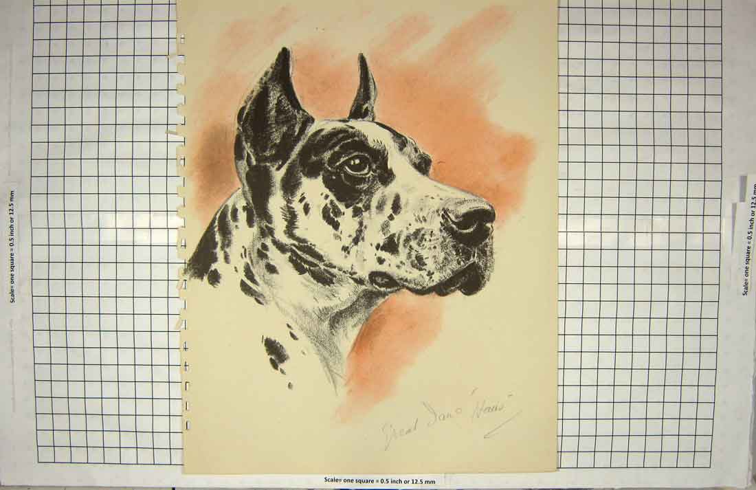 Original Old Antique Print Ref.895 Haus Great Dane Drawing Dog Colour