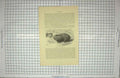 Original Old Antique Print Great Mole Rat Rodents Animals