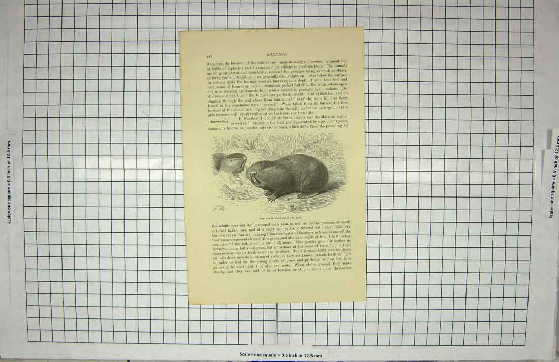 Original Old Antique Print Great Mole Rat Rodents Animals