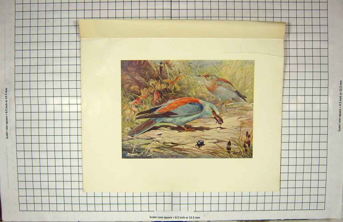 Original Old Antique Print Colour Birds Rollers Adult Young Winifred Austen