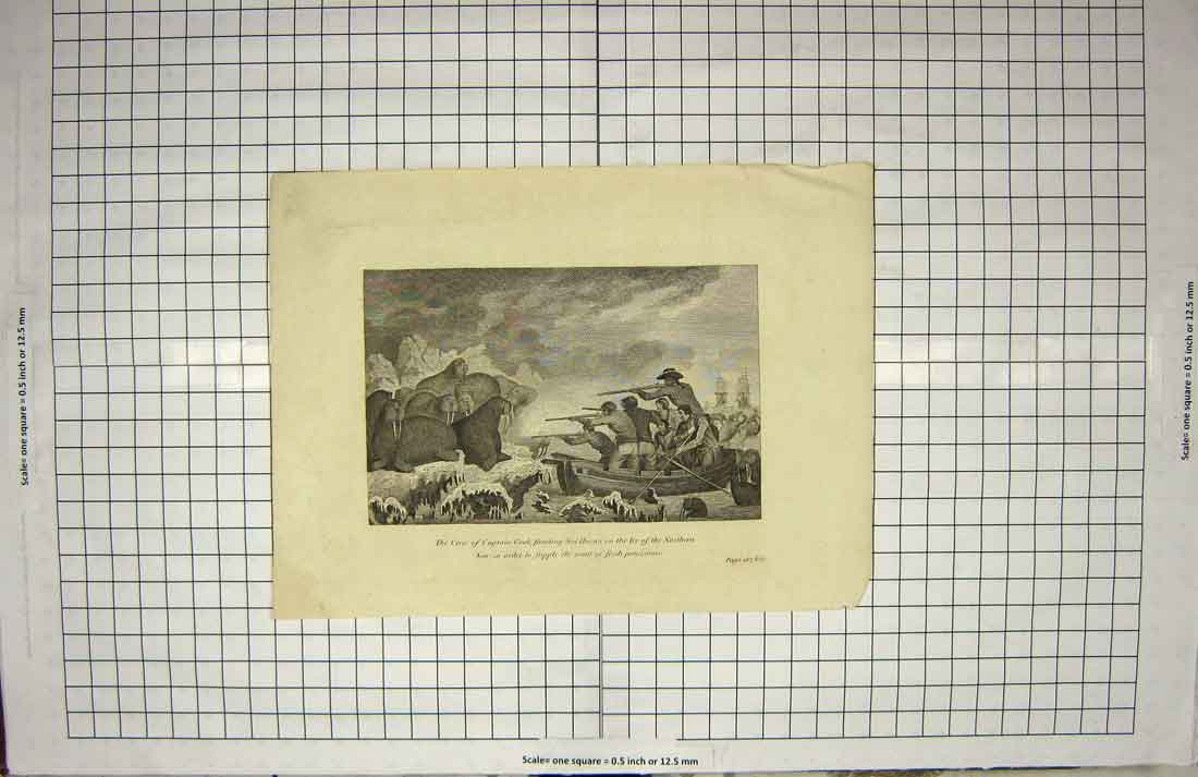 Original Old Antique Print Crew Captain Cook Shooting Sea Horses Ice Sea Ship