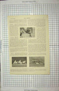 Original Old Antique Print 1900 Canon Duckworths Tim Cat Marcus Social Jester