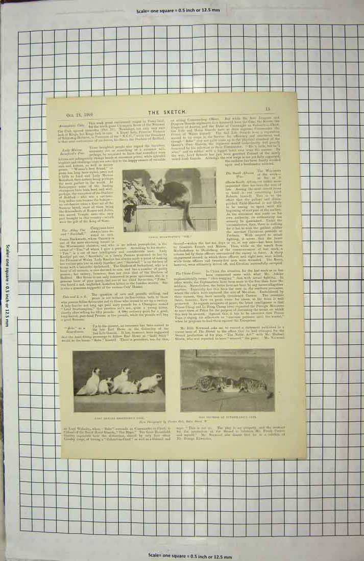 Original Old Antique Print 1900 Canon Duckworths Tim Cat Marcus Social Jester