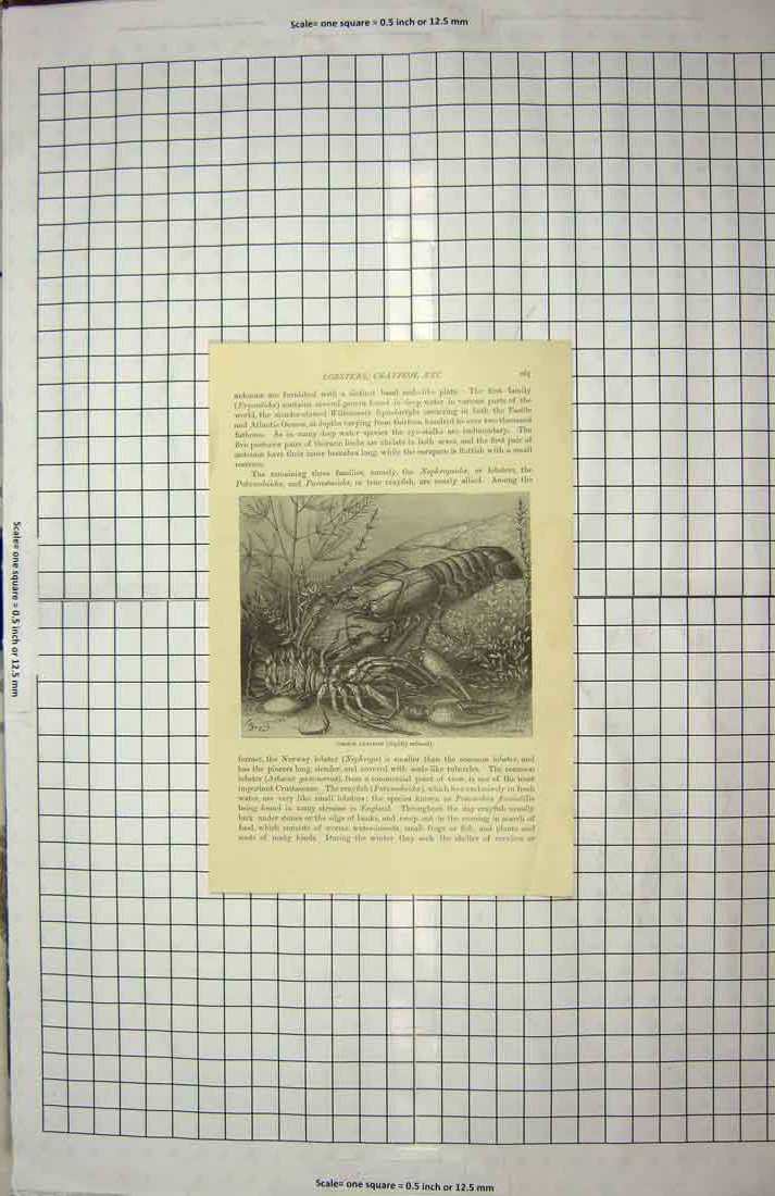 Original Old Antique Print Common Prawn Crayfish Lobsters Crustaceans