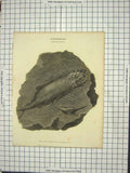 Original Old Antique Print Ichthylite Remains Fish Found Germany
