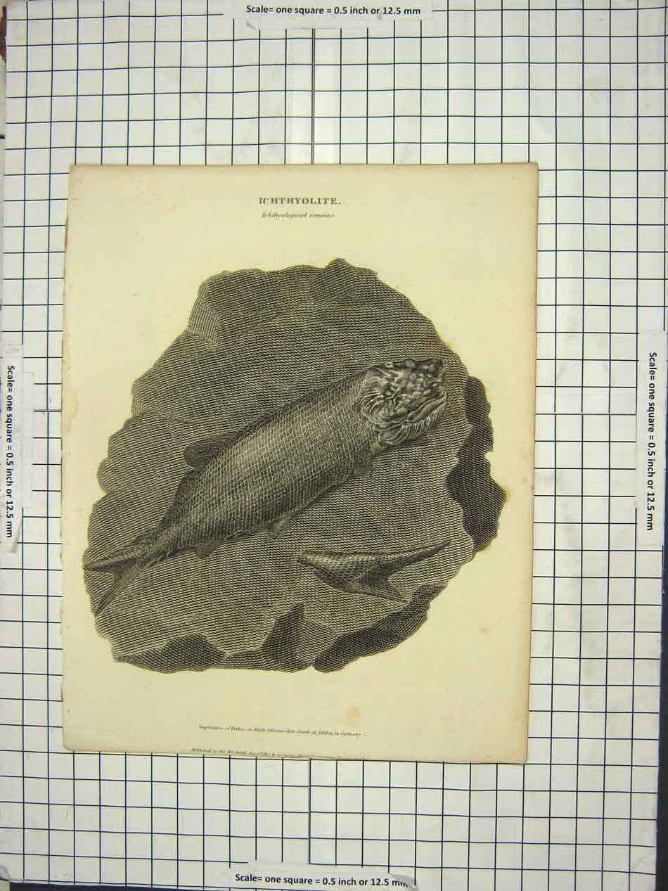 Original Old Antique Print Ichthylite Remains Fish Found Germany