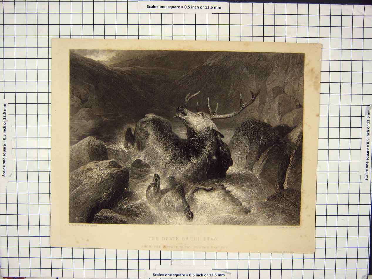 Original Old Antique Print Death The Stag Water Stream Dog Rocks