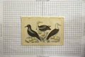 Original Old Antique Print Webbed Feet Birds Ganet Blue Colour