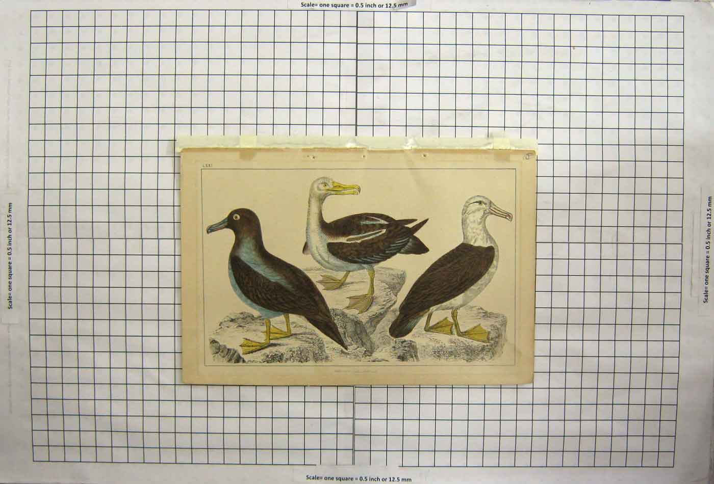 Original Old Antique Print Webbed Feet Birds Ganet Blue Colour