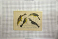 Original Old Antique Print Hand Coloured Birds Beaks Wings