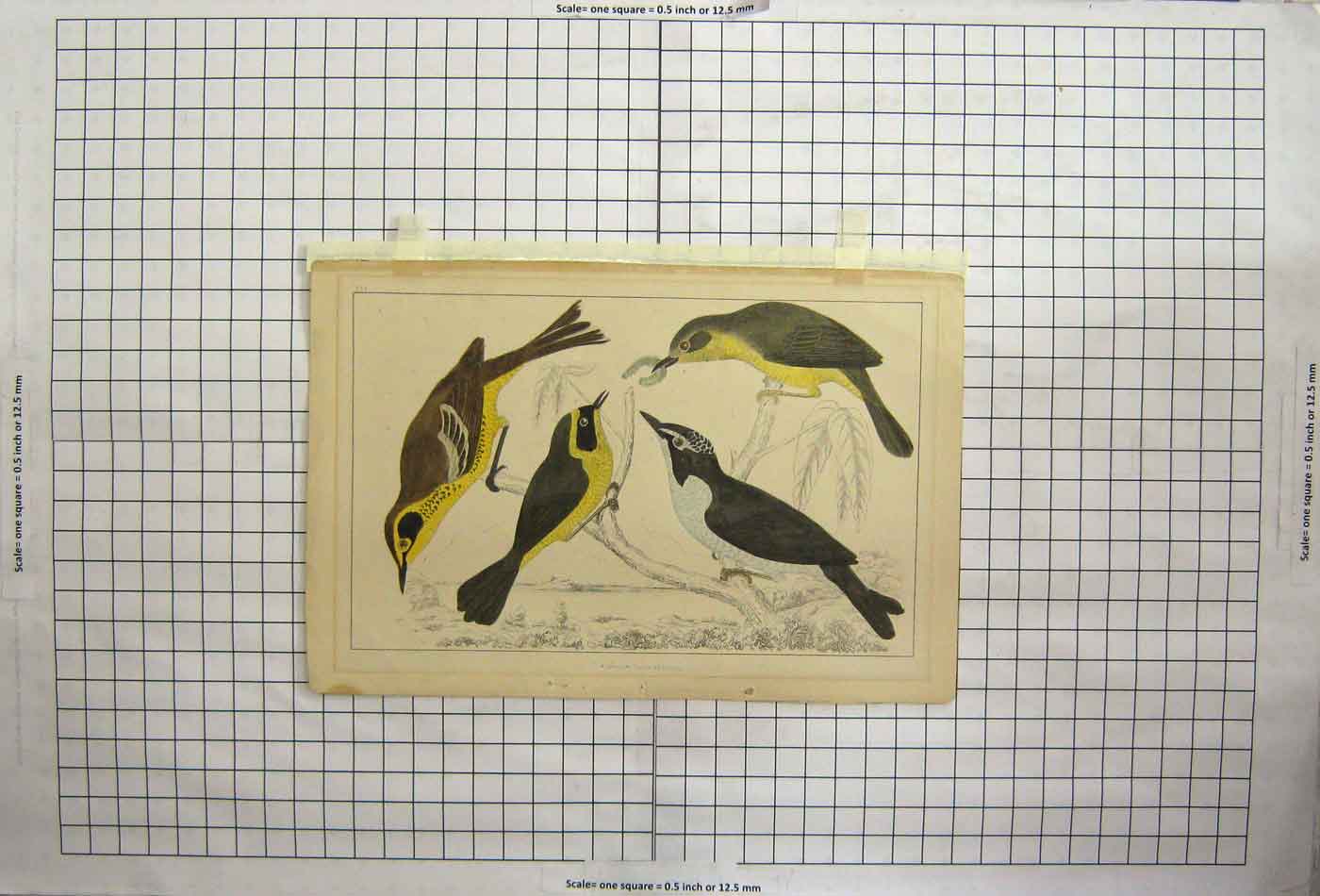 Original Old Antique Print Hand Coloured Birds Beaks Wings