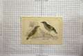 Original Old Antique Print Hand Coloured Birds Small Wings