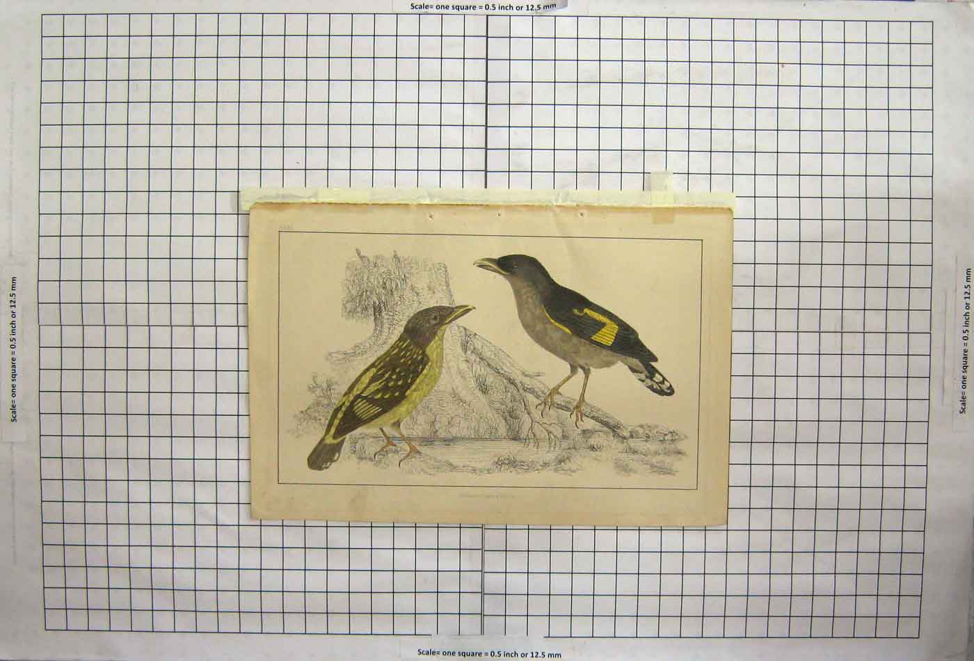 Original Old Antique Print Hand Coloured Birds Small Wings
