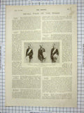 Old Antique Print King Denmark Christian Alfred Keep Arundel Castle Duke