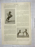 Old Antique Print Madame Renze Skipping Horse Ernest Cyprian Bridge War