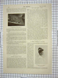 Original Old Antique Print Hall Christ'S Hospital Anastasia Dowager Cloisters