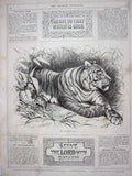 Original Old Antique Print Brittan Royal Bengal Tiger Wild Animal