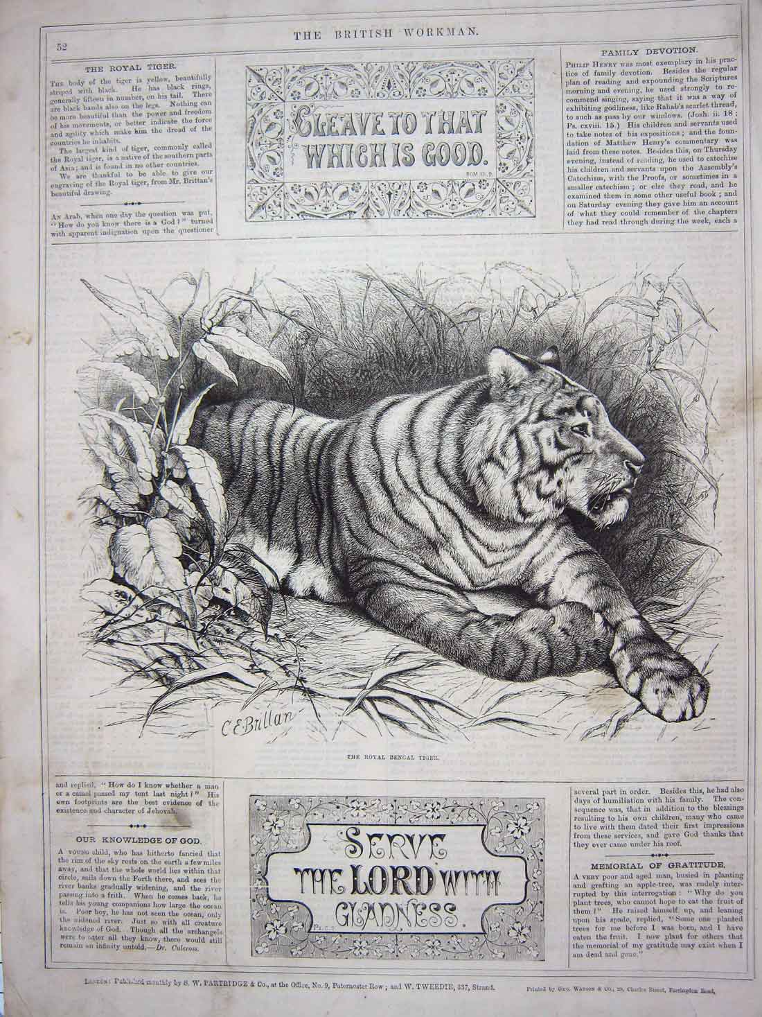 Original Old Antique Print Brittan Royal Bengal Tiger Wild Animal