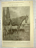 Original Old Vintage Print 1921 Hunter Brood Mare Foal Horses Armour 20th