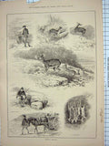 Original Old Antique Print 1886 Roebuck Shooting Sport Man Hunting Shooting