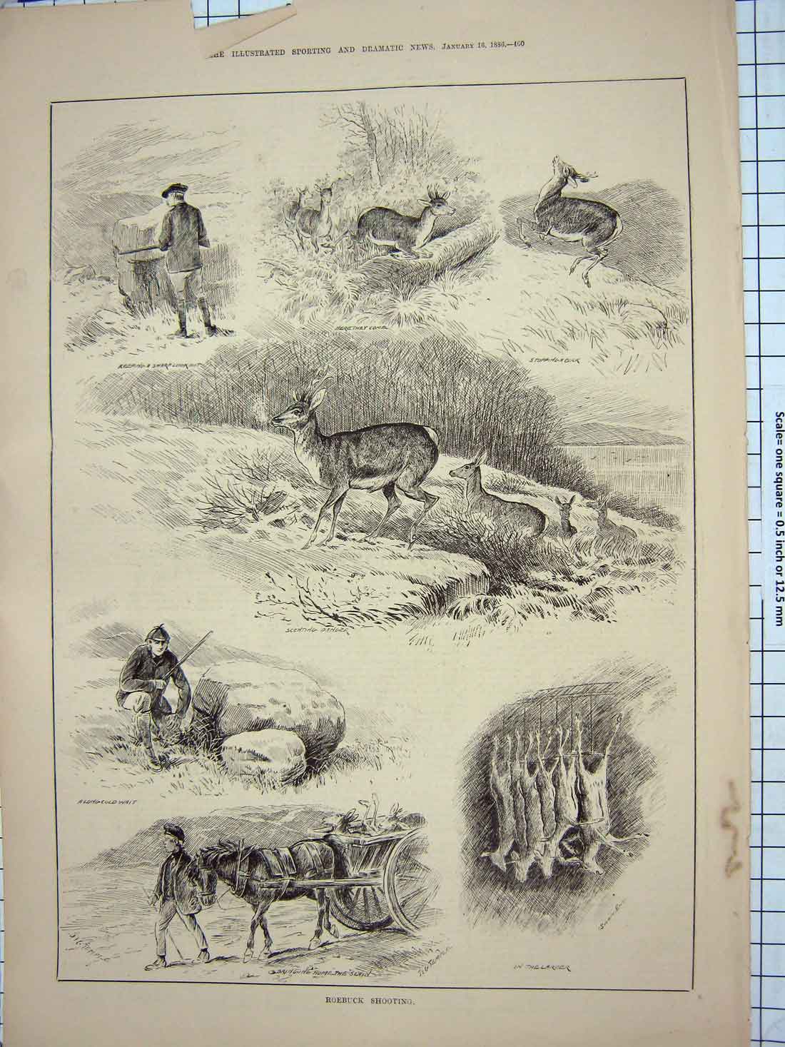 Original Old Antique Print 1886 Roebuck Shooting Sport Man Hunting Shooting