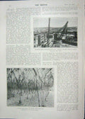 Old Antique Print 1902 Hop-Garden Maidstone Docks Malta Ship Good Hope 20th