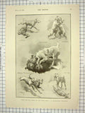 Original Old Antique Print 1901 Dogss Glencoe Ladysmith Bloemfontien Pretoria
