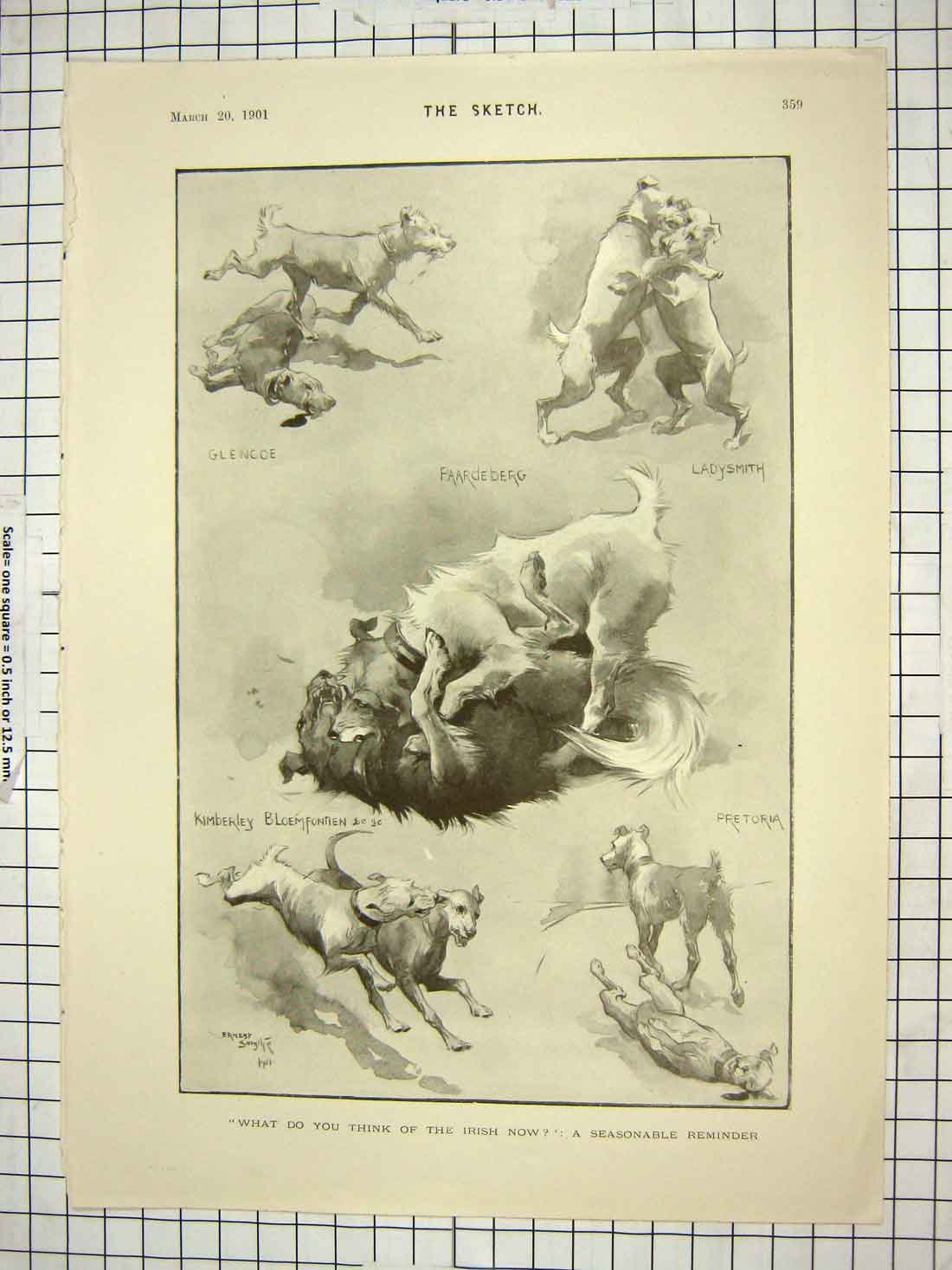 Original Old Antique Print 1901 Dogss Glencoe Ladysmith Bloemfontien Pretoria